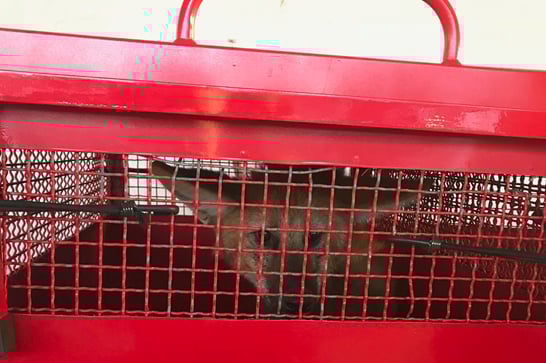 Bombeiros capturam lobo-guará no Parque do Cristo