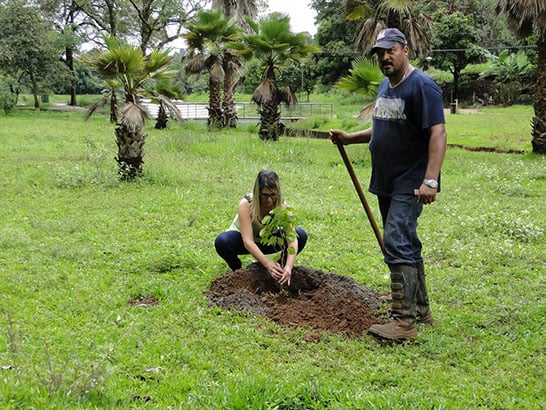 Mudas de espécies nativas são plantadas pela Codemig no Barreiro
