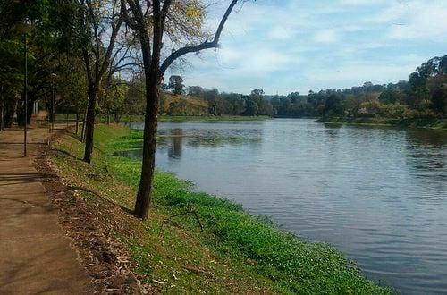Codemig realiza plantio de árvores nativas no Barreiro