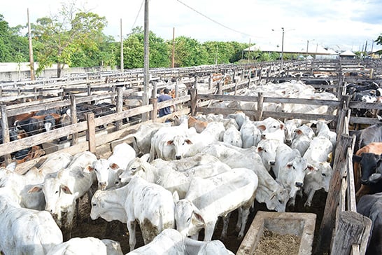 Leilões da 44ª Expoaraxá começam esta semana