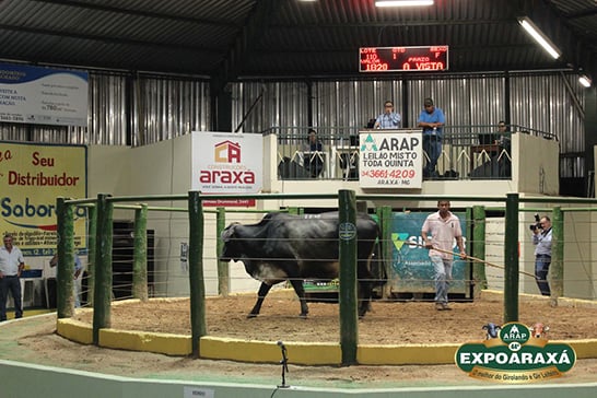 Tradicional Leilão Misto integra programação da 44ª Expoaraxá