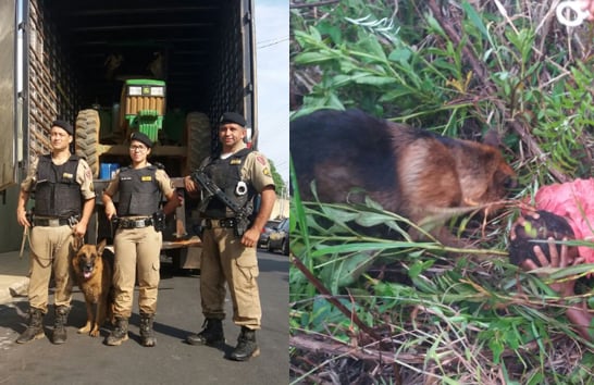 Polícia Militar lamenta morte do cão Shell
