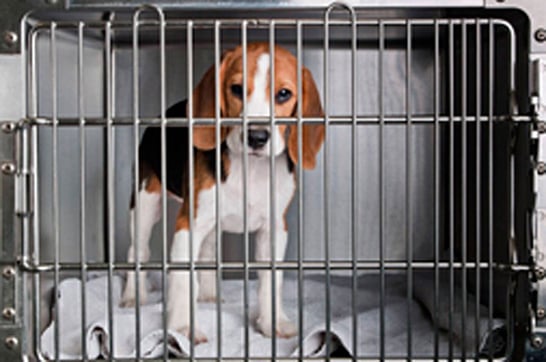 Resolução caracteriza crueldade, abuso e maus-tratos contra animais