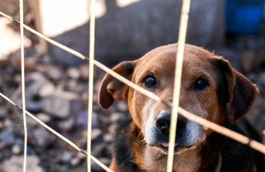 Câmara aprova projeto para conscientização contra maus-tratos de animais