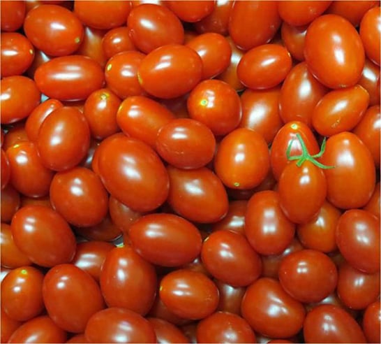 Embrapa cria tomates mais nutritivos