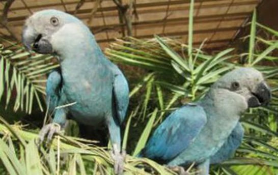 Ararinha-azul está provavelmente extinta da natureza