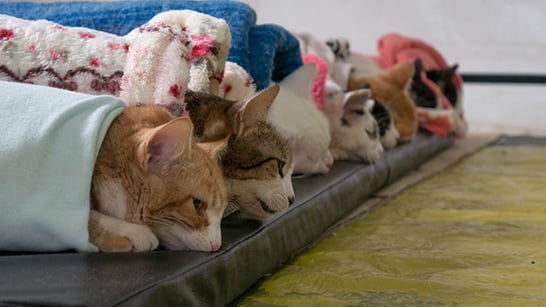 Fernanda Castelha viabiliza castrações gratuitas de cães e gatos através do “Castra Móvel do Bem”