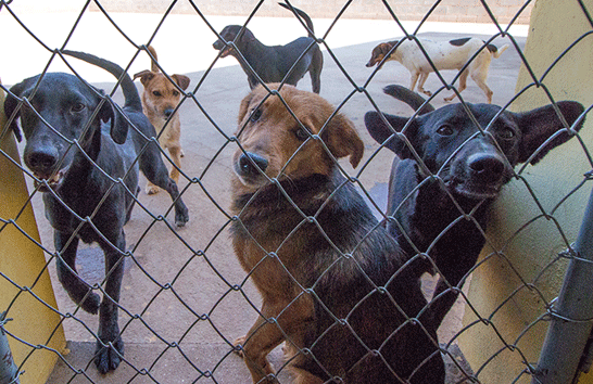 Prefeitura realiza novo processo de castração de cães em gatos em Araxá