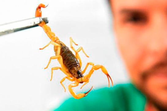 Mais comuns no Verão, Saúde alerta para picadas de escorpião