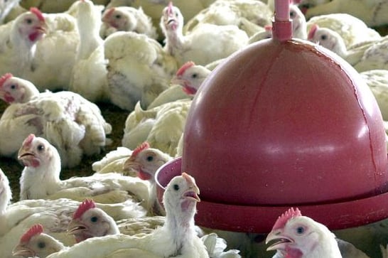 Anvisa proíbe venda de lotes de frango da Perdigão