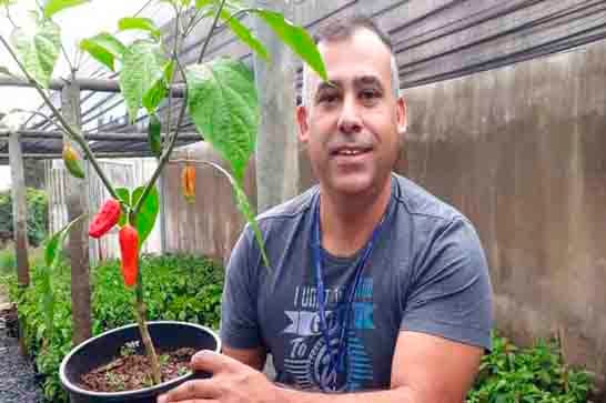 “Pimentas Nucleares” são cultivadas no Uniaraxá