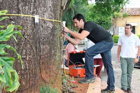 Prefeitura promove monitoramento em árvores do Cemitério das Paineiras