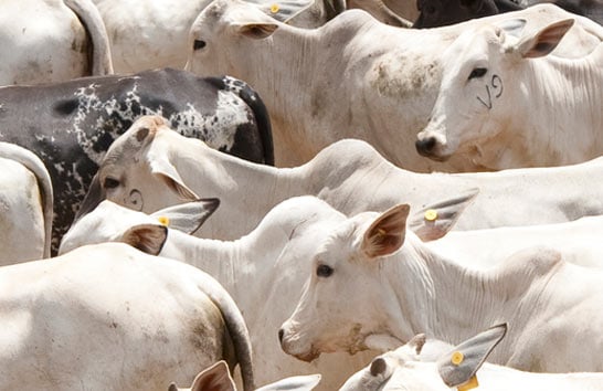 Vacinação de bovinos e bubalinos contra a febre aftosa começa em Minas essa semana