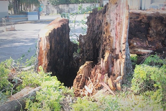 Prefeitura corta paineiras do cemitério para evitar acidentes