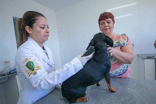 Prefeitura iniciou a microchipagem dos animais de rua em Araxá