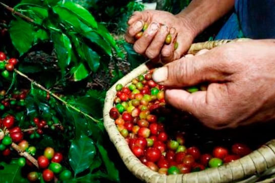 Café mineiro vai contar com maior volume de recursos da história do BDMG para o setor