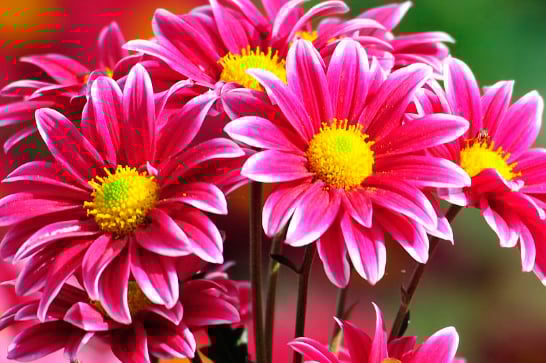 Iniciativa estimula envio de flores no Dia das Mães
