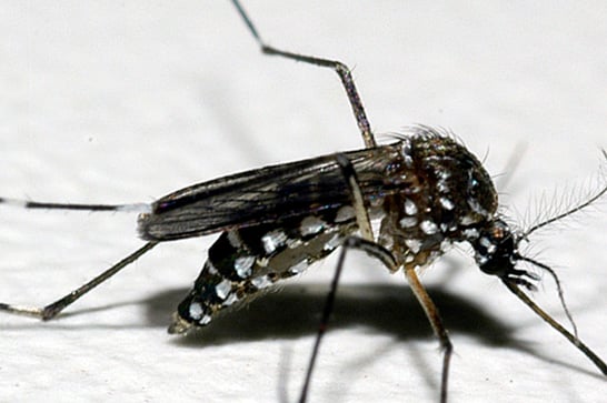Novo teste amplia precisão do diagnóstico de dengue