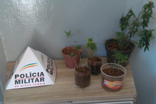 PM apreende 19 pés de maconha