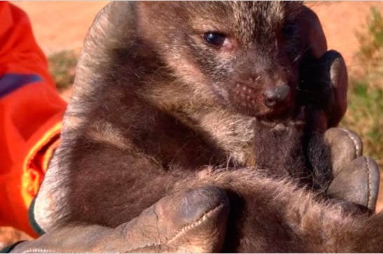 MG registra aumento na captura de animais silvestres em áreas urbanas