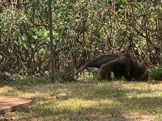Criadouro Científico da CBMM tem três novos animais com limitações físicas