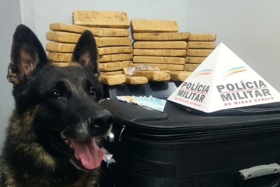 Jovem é preso com 29 quilos de maconha na rodoviária