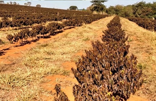 Governo do Estado fará laudos gratuitamente para pequenos produtores afetados por geadas