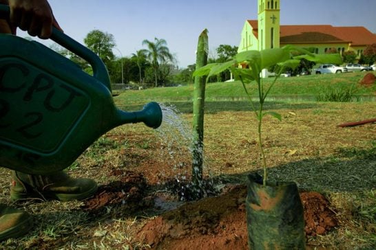 Dia da Árvore é comemorado com plantio de mudas em pontos turísticos de Araxá