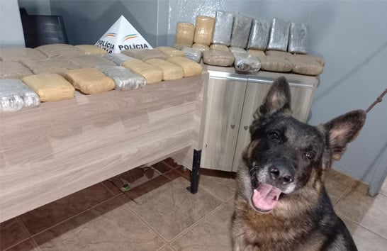 PM apreende cerca de 30 quilos de maconha em operação de combate ao tráfico