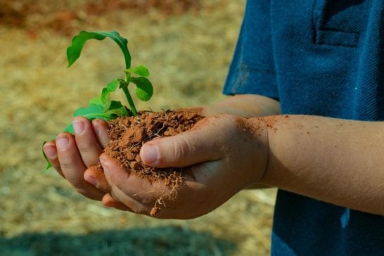 FCAA realiza projeto que incentiva plantio de árvores frutíferas